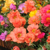 Purslane, Moss Rose 'Large Flowered' 4500 Seeds (Portulaca Grandiflora) Flower Heirloom