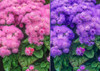 Floss Flower Blend 1500 Seeds (Ageratum mexicanum) Flower Heirloom