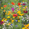 Flower Mix 'Dream' 500-1000 Seeds, Flower Heirloom