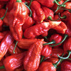 Hot Chili Pepper 'Bhut Jolokia' 10 Seeds (Capsicum chinense Jacquin) Vegetable Heirloom