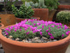 Ice Plant, 100 seeds (Mesembryanthemum crystallinum) Flower Heirloom