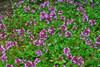 Mediterranean Wild Thyme, 200 seeds (Thymus capitatus)  Herb Heirloom