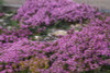 Mediterranean Wild Thyme, 200 seeds (Thymus capitatus)  Herb Heirloom