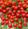 Tomato ‘Cerise’, 20 Seeds Determinate Vegetable Heirloom