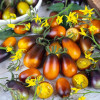 Tomato ‘Indigo Pear Drops’, 10 seeds (Solanum lycopersicum) Vegetable Heirloom