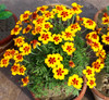 French Marigold 'Naughty Marietta' (Tagetes patula) Heirloom 300-320 Seeds French Marigold 'Naughty Marietta' (Tagetes patula) Heirloom 300-320 Seeds