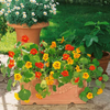 Nasturtium 'Gleam Hybrids' Colorful Flower 14-18 Seeds
