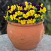 Viola 'Sorbet XP Yellow Jump Up' Pansy Flower 20 Seeds