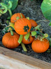 Mini Pumpkin 'Golden Nugget' 3-8 Seeds Vegetable Heirloom