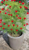 Cypress Vine Rare Flower Heirloom 0.5g Seeds