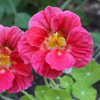 Nasturtium 'Cherry Rose' Edible Flower 20-30 Seeds