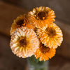 Pot Marigold Calendula Pink Surprise Edible Flower 200-260 Seeds