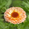 Pot Marigold Calendula Pink Surprise Edible Flower 200-260 Seeds