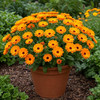 Pot Marigold Calendula 'Geisha Girl' Orange Edible Flower 200-230 Seeds