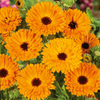 Pot Marigold Calendula 'Geisha Girl' Orange Edible Flower 200-230 Seeds