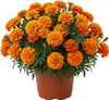 French Marigold 'Tangerine' Compact Edible Flower 300-320 Seeds
