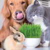 Cat  Dog and Small Pet Grass Seed Mix 120-260 Seeds