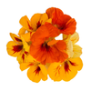 Organic Nasturtium Microgreens Edible Greens 15g (90-150) Seeds