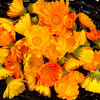 Organic Calendula Marigold Microgreens Mild Edible Greens 8g (120 Seeds)