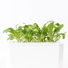 Organic Calendula Marigold Microgreens Mild Edible Greens 8g (120 Seeds)