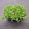 Organic Calendula Marigold Microgreens Mild Edible Greens 8g (120 Seeds)