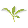 Organic Calendula Marigold Microgreens Mild Edible Greens 8g (120 Seeds)