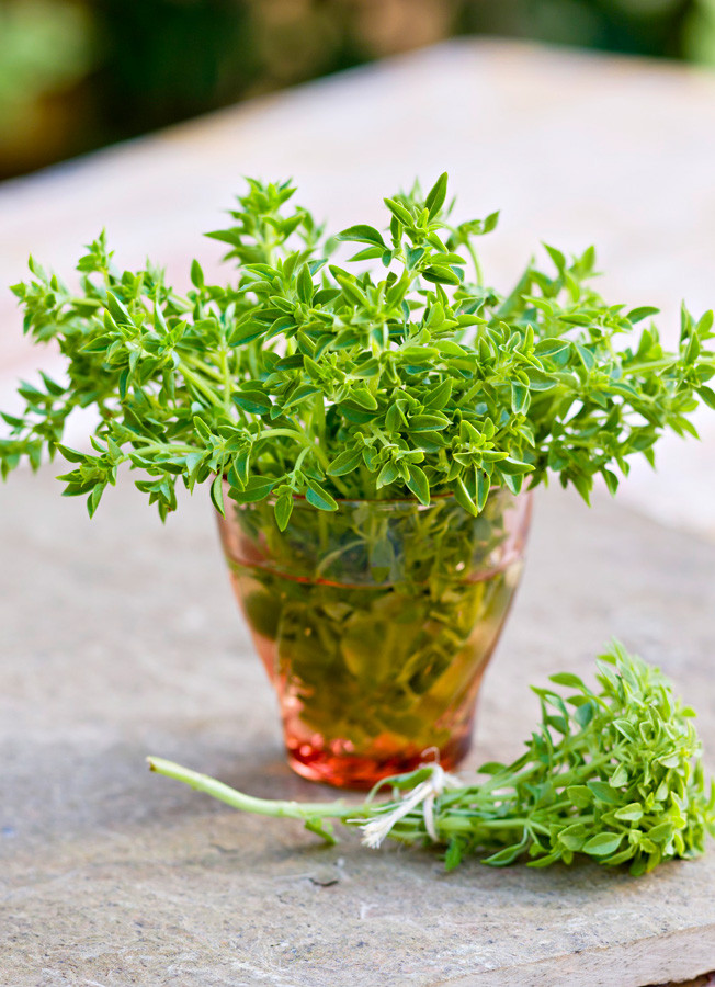 Basil Seeds - Spicy Globe | Herb Seeds in Packets & Bulk | Eden Brothers