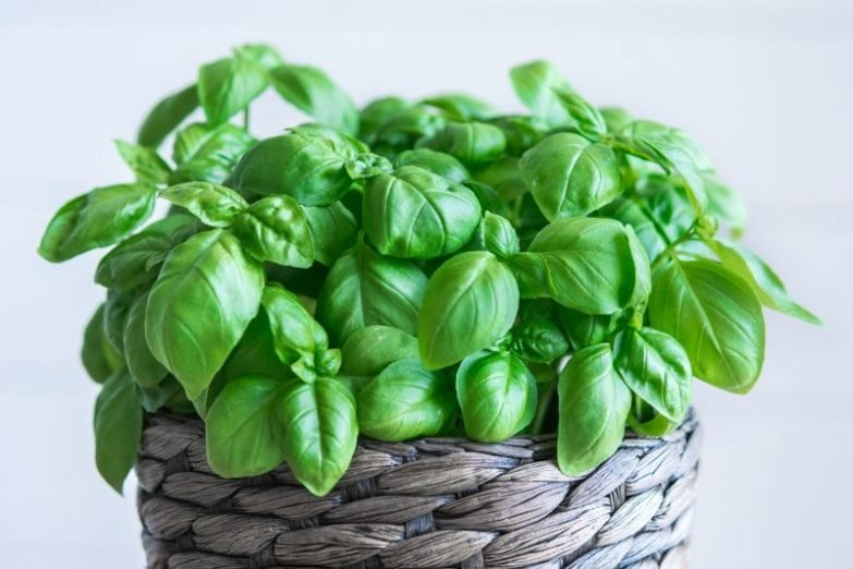 Basil Sweet 'Italiano Classico' 200 Seeds (Ocimum basilicum L.) Herb ...
