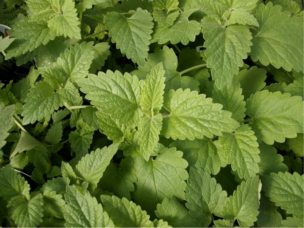 Catnip 1400-1600 Seeds (Nepeta cataria L. Var. Citriodora) Herb Heirloom -  theseedsmaster