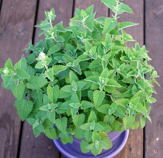 Catnip 1400-1600 Seeds (Nepeta cataria L. Var. Citriodora) Herb Heirloom -  theseedsmaster