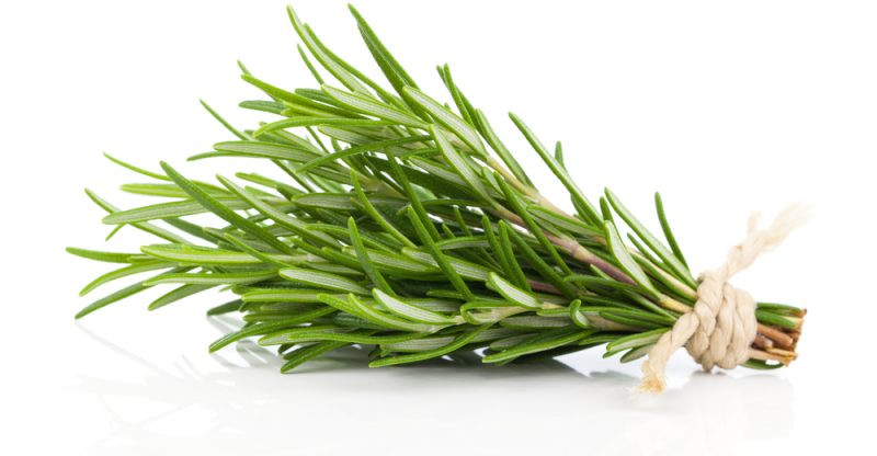 Rosemary 80 Seeds (Rosmarinus officinalis L.) Herb Heirloom