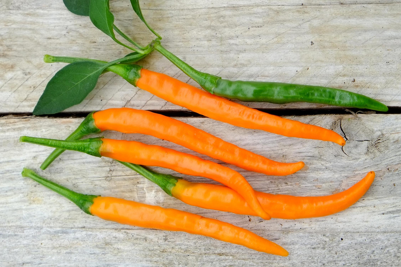 Pepper Hot 'Kilian' 1216 Seeds (Capsicum annuum) Vegetable Heirloom