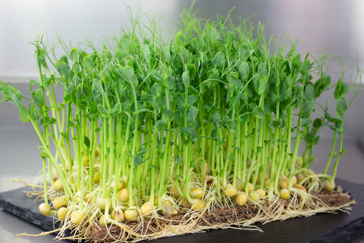 Pea Organic Microgreens 20g of Seeds (Pisum Sativum) Heirloom