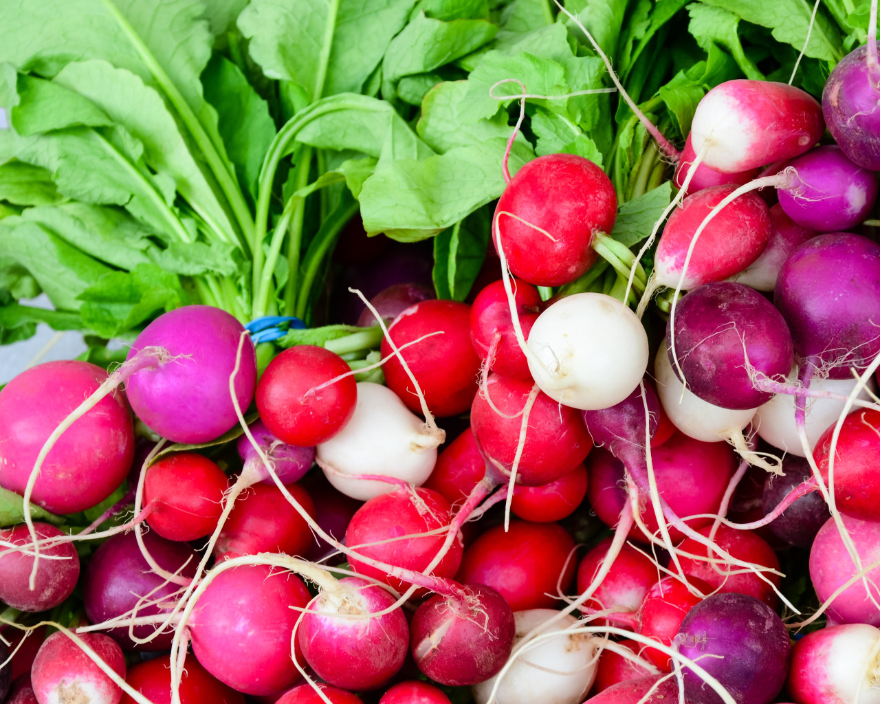 Radish 'Colorful Mix' 4m Seeds Tape (Raphanus sativus L.) Vegetable