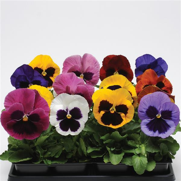 Pansy 'Aalsmeer Giants' 30 Seeds (Viola X Wittrockiana) Flower Hybrid theseedsmaster