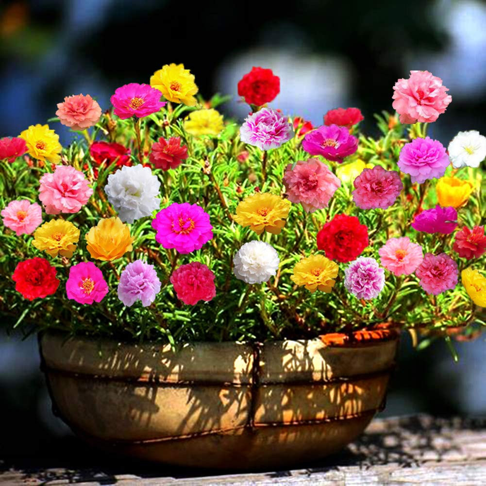 Purslane, Moss Rose 'Large Flowered' 4500 Seeds (Portulaca Grandiflora)  Flower Heirloom - theseedsmaster