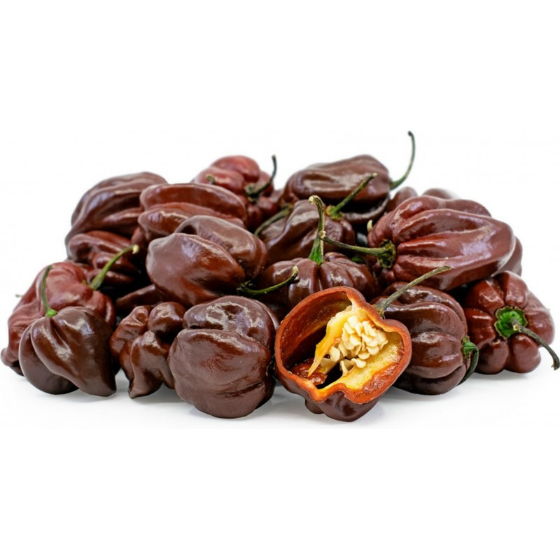 Hot Chili Pepper 'Habanero Chocolate' 10 Seeds (Capsicum chinense