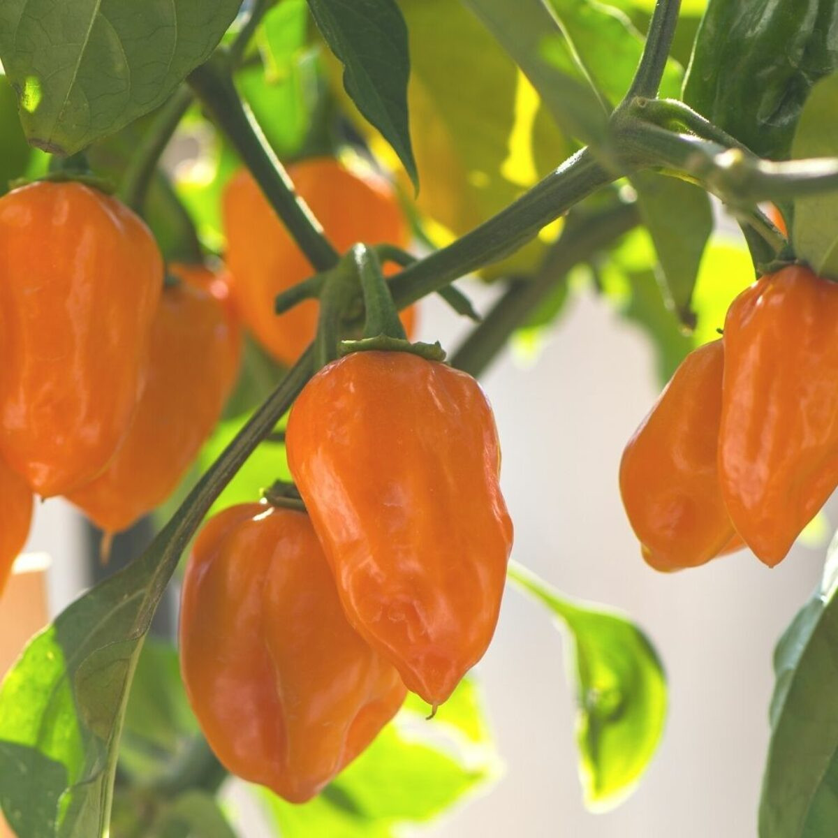 Hot Chili Pepper 'Habanero Orange' 10 Seeds (Capsicum chinense