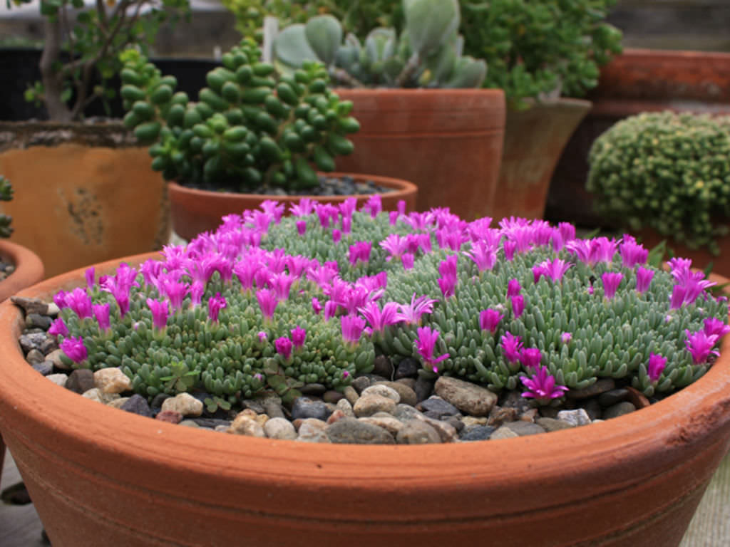 Ice Plant, 100 seeds (Mesembryanthemum crystallinum) Flower Heirloom -  theseedsmaster