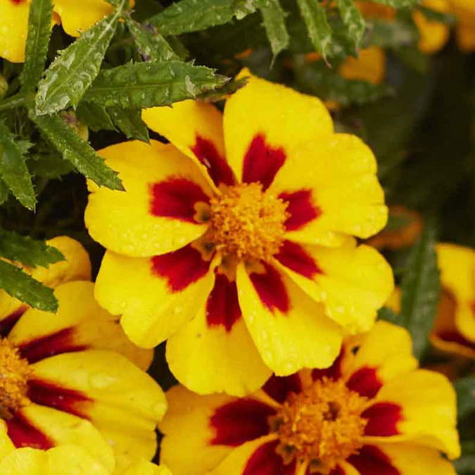 French Marigold 'Naughty Marietta' Flower Heirloom 300-320 Seeds