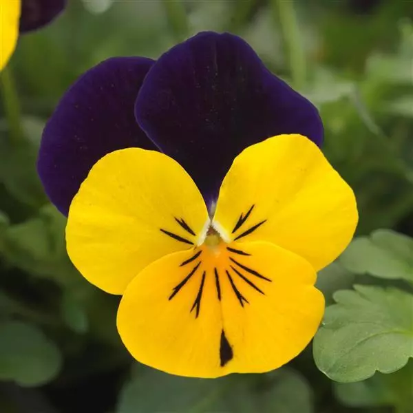 Viola 'Sorbet XP Yellow Jump Up' Edible Pansy Flower 20 Seeds