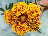 Marigolds
