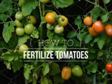 Fertilizing Tomatoes