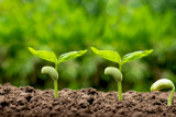 Germination in Humidity: How to Start Seeds Successfully in Tropical Climates