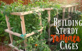 Supporting Tomatoes with Cages