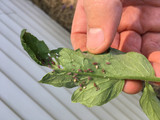 Insect Pests of Tomatoes