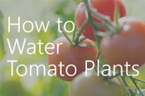 Watering Tomatoes Correctly