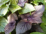 Perilla, Japanese Shiso
