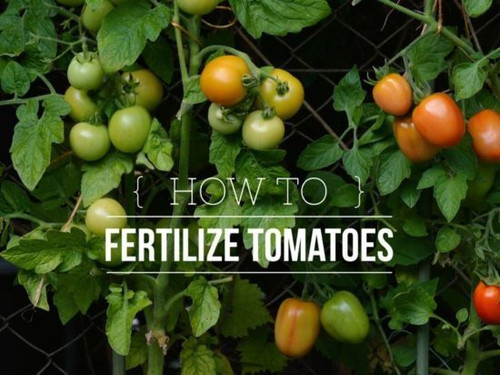 Fertilizing Tomatoes