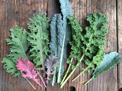 Growing Superfood Greens Indoors: Baby Kale is No 1